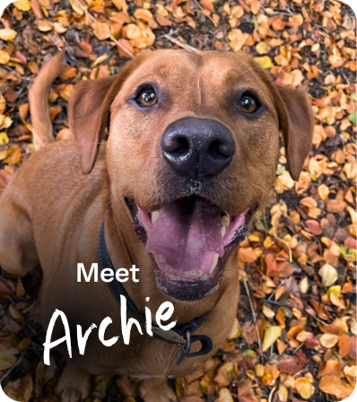 Meet Archie
