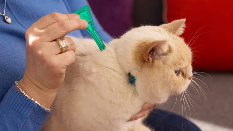 An owner treating their cream-coloured domestic shorthair cat with a green pipette of Frontline Plus Flea and Tick treatment for cats