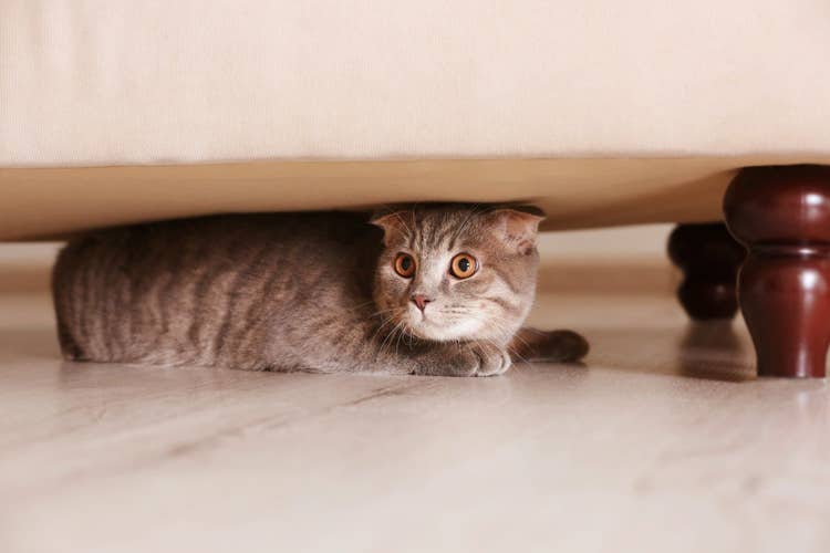 A grey tabby cat with wide alert orange eyes hiding under a sofa.