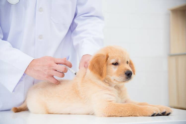 Puppy getting their primary course of vaccinations