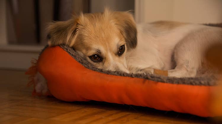 An anxious small white and tan dog hunkered down in a red dog bed .