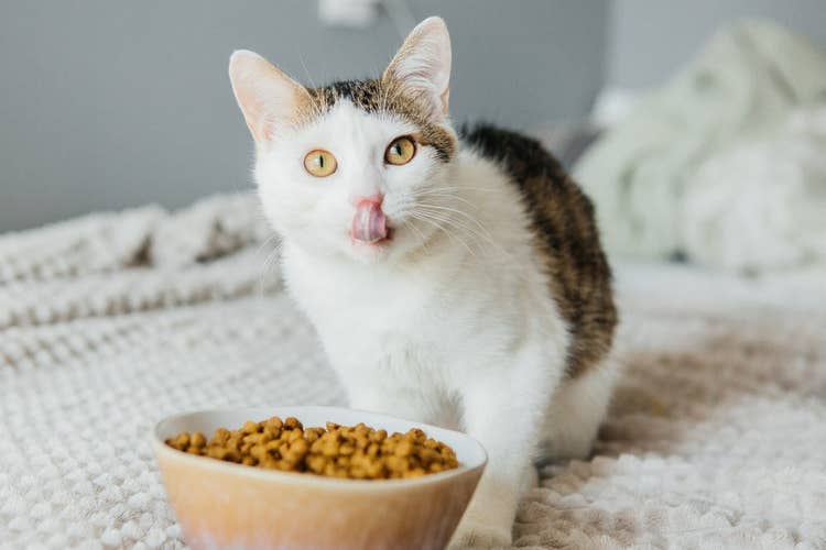 Cat eating kibble cat food