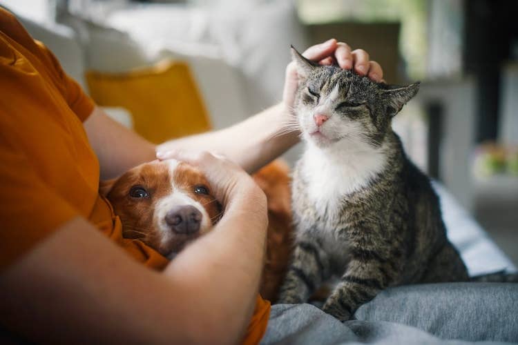 Cat and Dog Comforted by their owner on a sofa | How to keep pets calm during fireworks