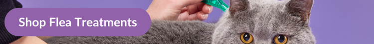 A grey British Short-hair cat being treated with a green pipette of Frontline with overlay text that reads &#34;Shop Flea Treatments&#34;