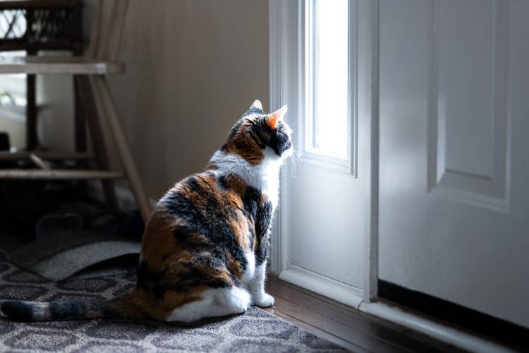 A white and tortoiseshell cat waiting in front of a closed door.